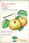 Hosui Asian Pear