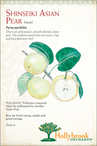 Shinseiki Asian Pear